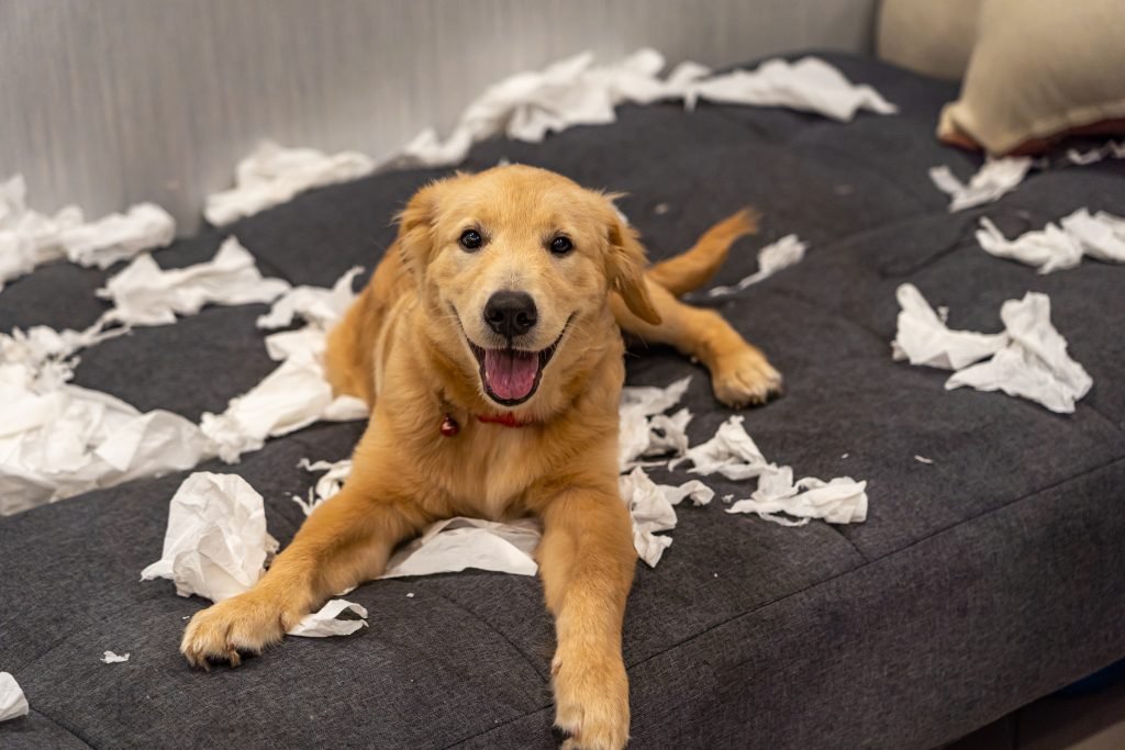 Dog smiling